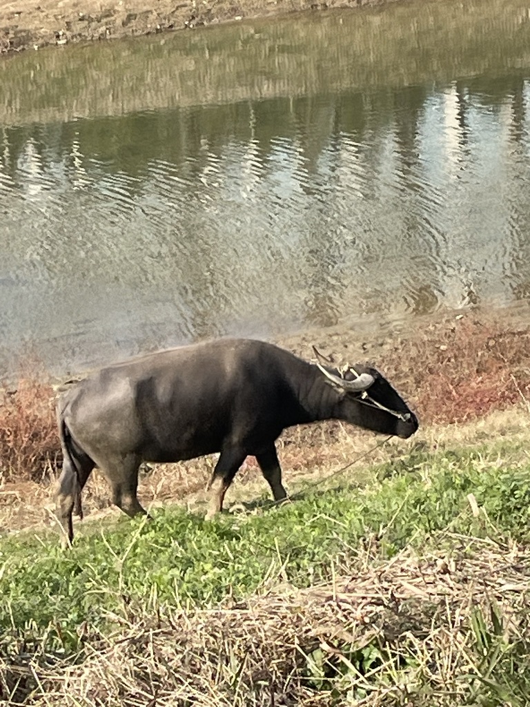 学校旁河边的老牛